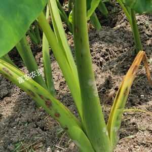 芋头专用药防控芋头疫病铜钱叶烂叶梗黄叶斑点炭疽死苗芋病克特灵