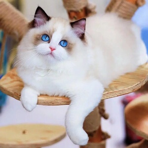 布偶猫幼猫纯种海双蓝双仙女猫小猫咪活物蓝眼布偶幼猫宠物猫活体