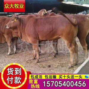 牛犊活体小牛出售鲁西黄牛活苗肉牛仔杂交改良三元牛西门塔尔牛