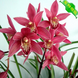 20款兰花盆栽植物室内四季建兰红色妖姬浓香型好养客厅名贵花卉