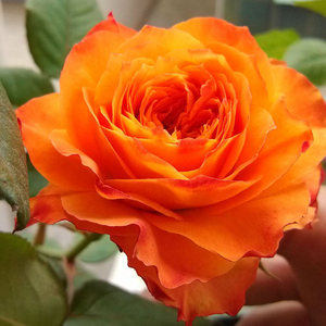 日本月季灌木花苗浪漫橙色带花苞四季开花浓香阳台庭院盆栽绿植