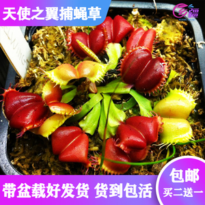 基地直销【天使之翼捕蝇草】食虫植物猪笼草驱蚊草多肉趣味绿植
