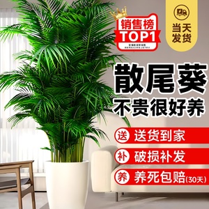 散尾葵植物盆栽客厅大型绿植室内办公室好养凤尾竹盆景天堂鸟花卉