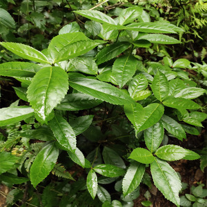 900人付款淘宝福建野生草珊瑚干品九节莲 株九节香九节风 接骨木250g