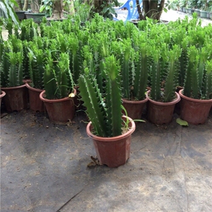 龙骨花龙骨花开花霸王鞭玉仙人柱麒麟包邮植物清仓盆栽大不断室内