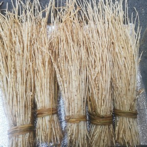 陈微婷淘宝丝茅根500克新鲜茅根草茎叶 丝毛草丝毛草根黄茅 甜根草
