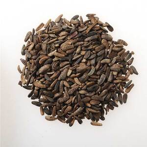 中药材牛蒡子牛旁籽黍粘子大力子毛然然子黑风子毛锥500g克包邮