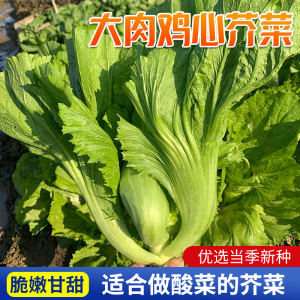 秋季包心芥菜种子水东甜芥菜种籽四季青菜籽鸡心介菜种孑酸菜腌菜