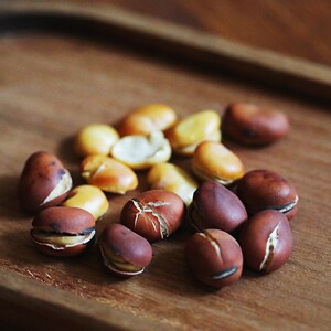 乐作丨云南小甘豆 甘草泡后炒 小零食 香脆可口 罐装 300克