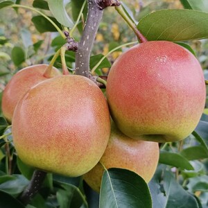 云南脆甜红梨美人酥新鲜水果梨子火把梨大果当拥挤现摘酥梨砀山