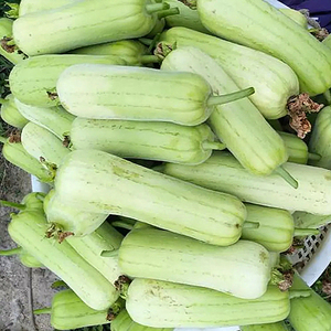 zhuanghuipin淘宝白丝瓜新鲜白玉牛奶丝瓜绿色蔬菜湘