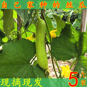 湖北新鲜本地香丝瓜 甜丝瓜 农家自种 当季蔬菜 带箱5斤