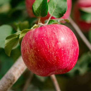 新疆阿克苏冰糖心苹果新疆当季新鲜大苹果冰糖新应季丑萍果整箱