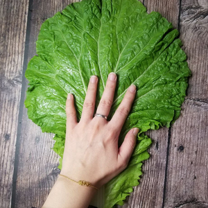 一份顺丰包邮东北新鲜大白菜叶包饭叶子白菜打包饭菜鲜叶子10片装