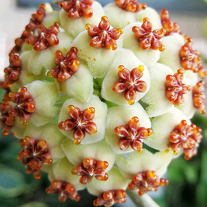 心叶球兰 (hoya kerrii) 心叶内锦球兰花大苗阳台攀援植物室内