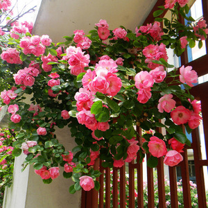 藤本月季花苗盆栽安吉拉攀援爬藤阳台四季开花庭院蔷薇花苗长势快
