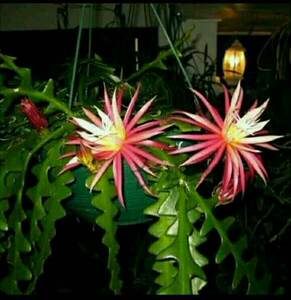 鱼骨令箭荷花 鱼骨昙花 叶子如鱼骨 开花好看带浓根15-20cm中大苗