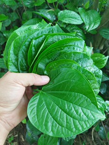 现摘新鲜野生 包粽子bi备 假蒌叶 蛤篓叶 蛤蒌 纯叶子假娄野菜香