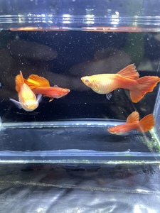 孔雀鱼 血红大背 3-5个月 5006一对