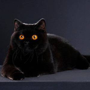 103人付款淘宝爱心无偿领养孟买猫幼猫黑猫幼崽纯黑色黑煤球招财宠物