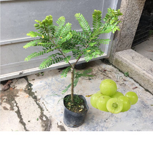 【余甘盆栽】余甘盆栽品牌,价格 - 阿里巴巴
