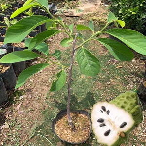 80广西良诚农业淘宝正宗台湾释迦果苗嫁接番荔枝释迦果树苗凤梨佛陀