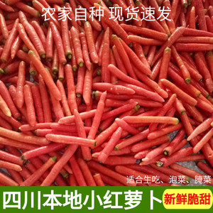 四川新鲜小红萝卜 农家自种沙地迷你水果甜胡萝卜泡菜腌菜包邮