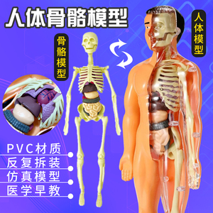 人体结构器官模型骨骼3d骨架全身可拆卸拼装内脏儿童医学解剖玩具