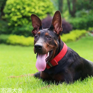 莱州红犬幼犬纯种苏联红犬虎头版幼崽大型巨型看家护卫犬军犬猎犬
