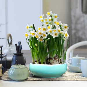 水培植物水养花包邮