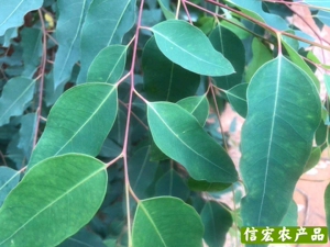 速生桉叶 纯叶500g份满50元包邮 另有大叶桉纯叶 下单备注什么叶