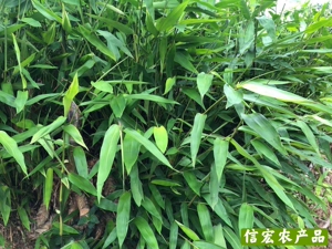 新鲜下火凉茶 现采单竹心嫩芽 竹叶心 100g份包邮 需要干品咨
