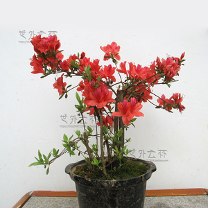 映山红树木苗老桩杜鹃花卉家居庭院阳台园林景观赏绿植盆栽正红色
