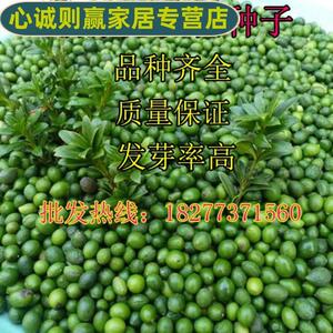新采罗汉松种子雀舌罗汉松大叶小叶红芽台湾日本珍珠罗汉松树种子