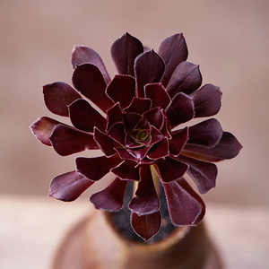 黑法师多头群生老桩 多肉植物景天肉肉莲花掌魔法师大老桩