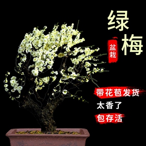 绿梅盆栽老桩盆景耐寒植物庭院阳台绿萼梅花地栽绿花原生红梅树苗