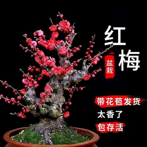 红梅花盆栽老桩花卉植物室内好养活朱砂梅庭院耐寒阳台盆景树苗