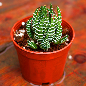 鹰爪群生 硬叶十二卷多头老桩多肉植物盆栽花卉 好养度夏肉肉绿植