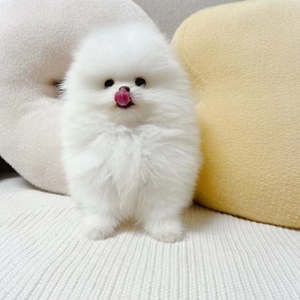 纯种博美幼犬茶杯犬活物真狗长不大小奶狗比熊活幼体小型犬宠物狗