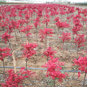 四季红枫树苗盆景老桩盆栽日本红舞姬红叶黄金枫室内中国美国植物