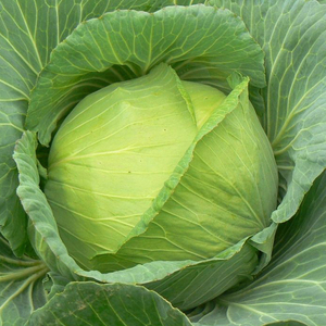 夏天绿甘蓝种子耐热包菜种籽抗热夏播四季大头菜卷心菜包心菜种孑