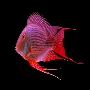 000人付款淘宝红尾平克鱼一枝花鱼大型上层热带鱼活体龙鱼虎鱼混养