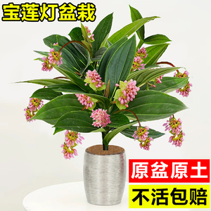 宝莲灯花盆栽带花苞办公室高档花卉盆景客厅阳台四季好养观花植物