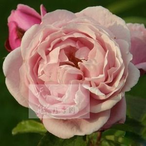 经典月季 以马内利修女 月季 新品