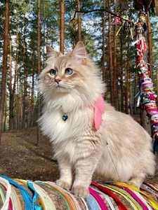 西伯利亚森林猫巨型涅瓦色挪威森林猫纯种缅因猫蓝眼西森宠物猫咪