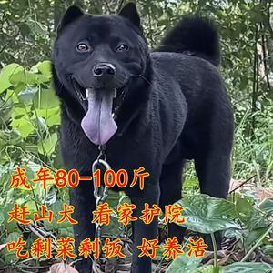 五黑犬广西土猎犬赶山犬纯黑土狗混血狗狗中华田园犬幼崽看家护院