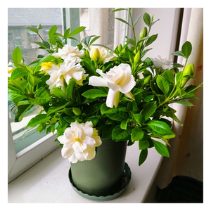 花香盆栽浓香室内