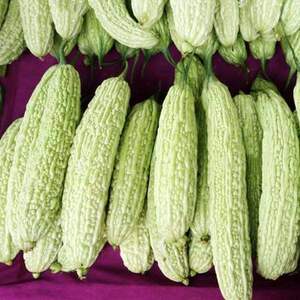 苦瓜新鲜白苦瓜新鲜 白玉苦瓜当季四川农家自种时令5斤带箱装包邮