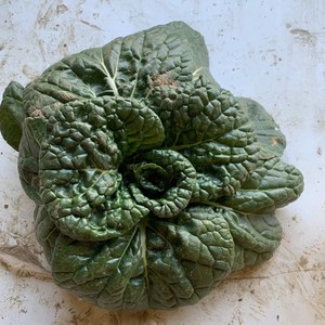 黑心乌塌菜新鲜蔬菜5斤矮脚乌白菜黑白菜黄心乌霜打乌塌菜包邮