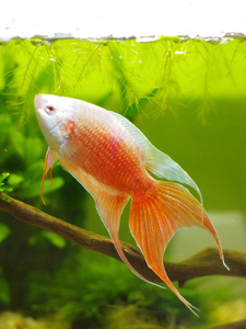 中国斗鱼德国改良鱼新品白化红火焰淡水可繁殖观赏白兔叉尾懒人鱼